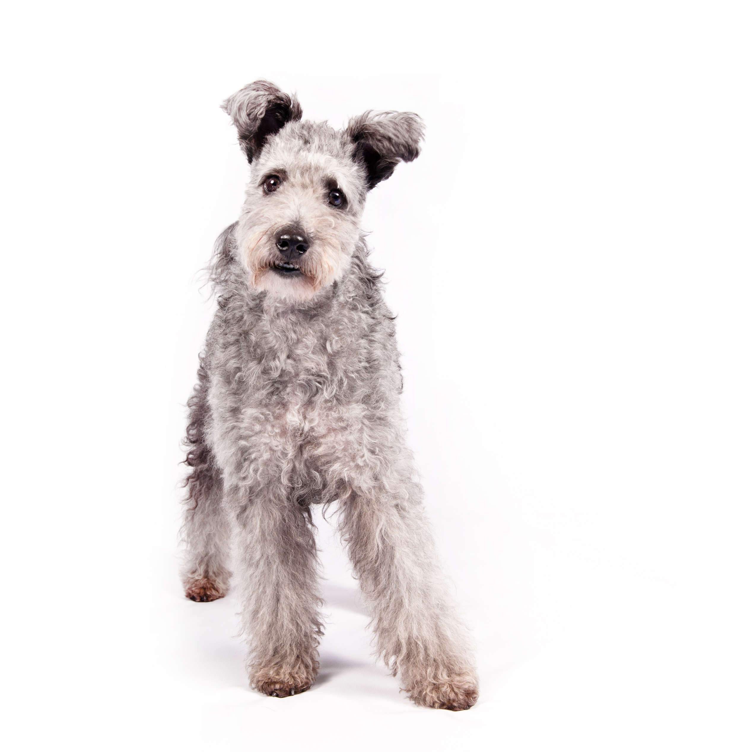 In this undated photo provided by the American Kennel Club, a pumi is shown. The high-energy Hungarian herding dog is the latest new breed headed to the Westminster Kennel Club and many other U.S. dog shows. (Thomas Pitera/The American Kennel Club via AP)