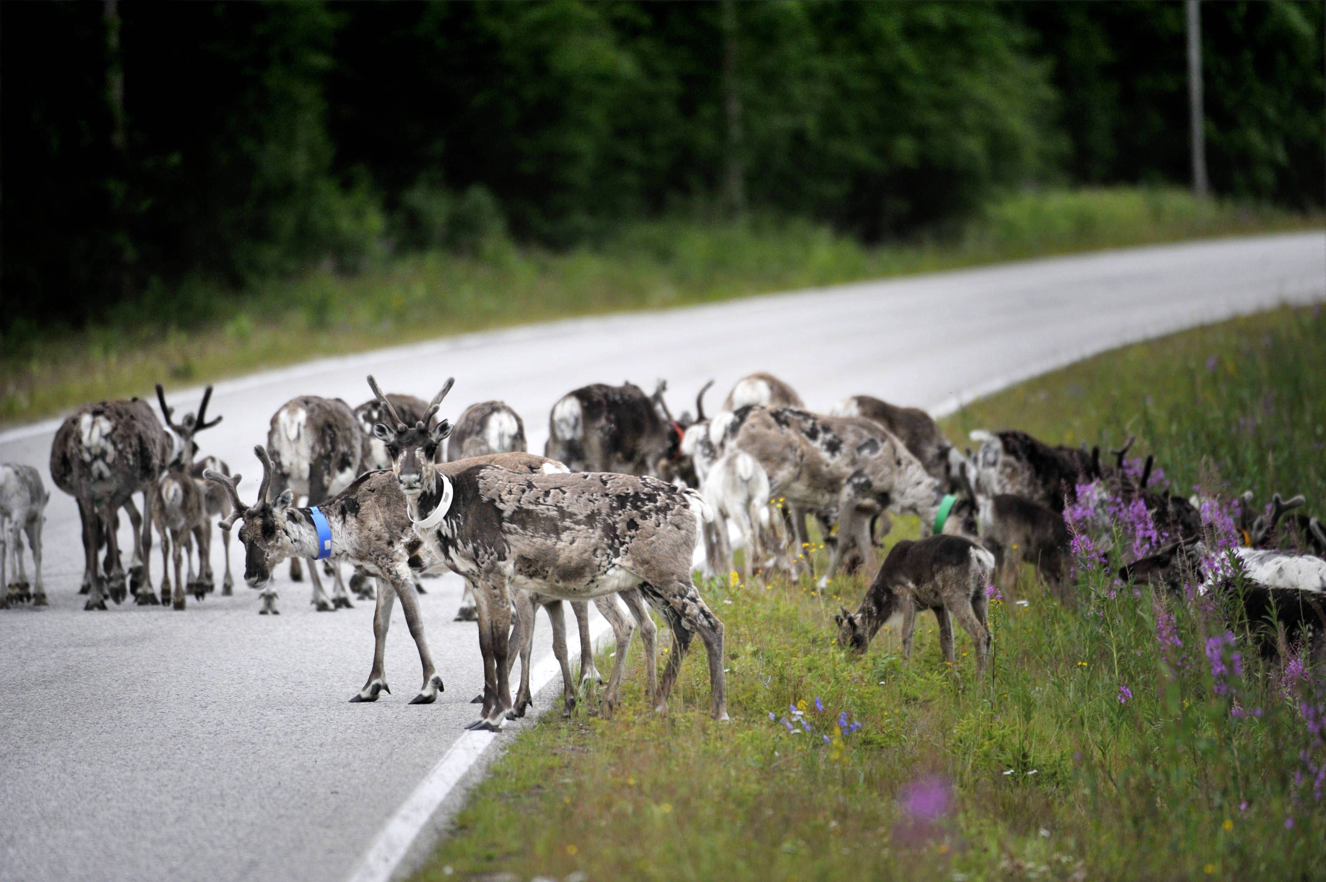 In this picture taken July 13, 2009, reindeers walk across the road in Suomussalmi, Finland. Finnish reindeer herders launch app to cut road kills in northern Arctic where 300,000 reindeer regularly roam freely.  ( Vesa Moilanen/ Lehtikuva via AP)  FINLAND OUT. NO THIRD PARTY SALES. (AP)