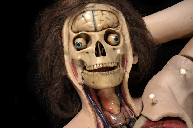 Anatomical Venus model (DAP Press/Joanna Ebenstein)