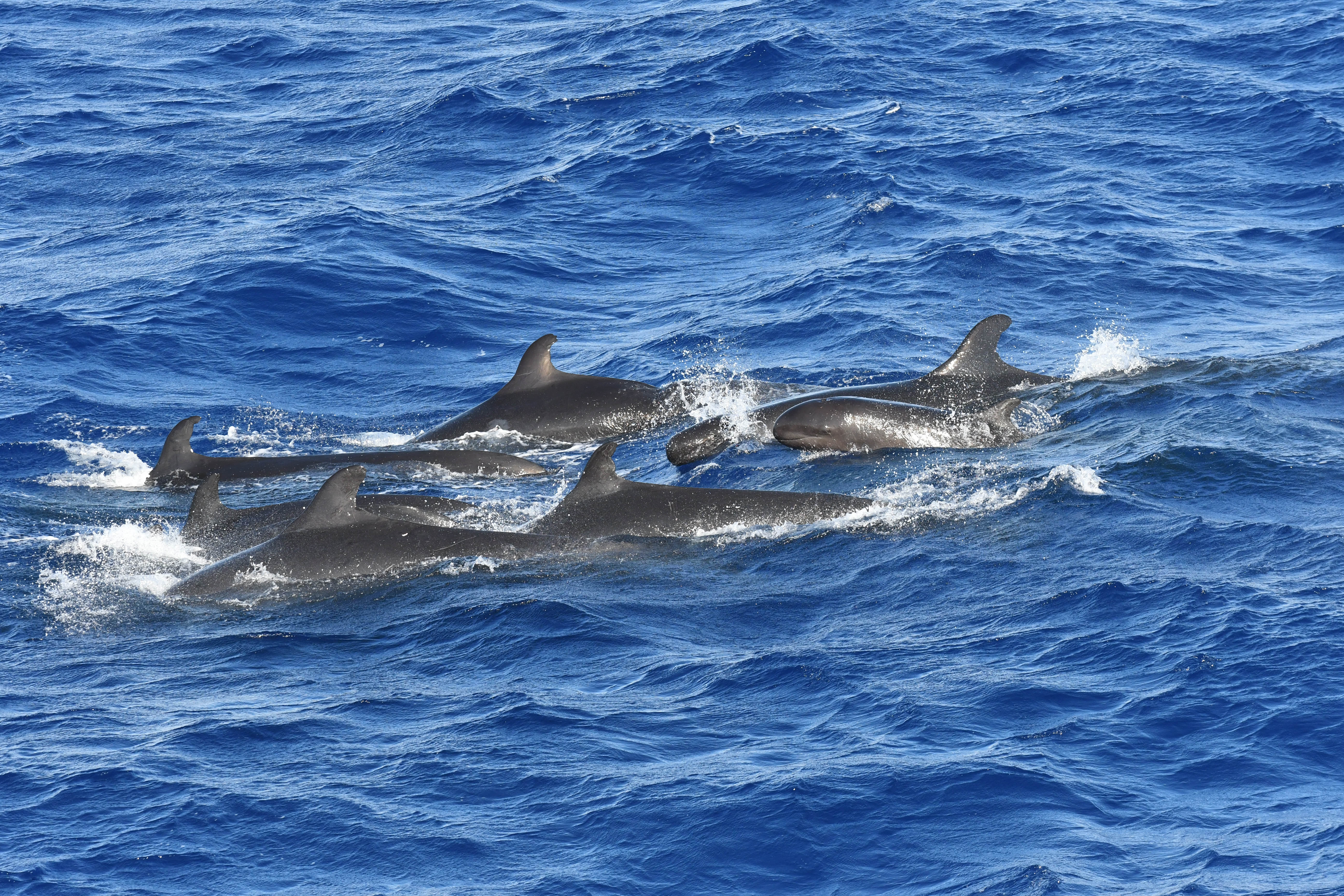 (NOAA via AP)