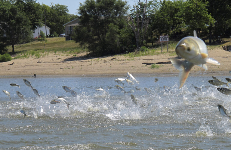 FILE - In this June 13, 2012 file photo, Asian carp, jolted by an electric current from a research boat, jump from the Illinois River near Havana, Ill. An effort is under way to reintroduce alligator gar into lakes, rivers and backwaters of several states possibly to help control populations of the invasive carp. (AP Photo/John Flesher, File) (AP)