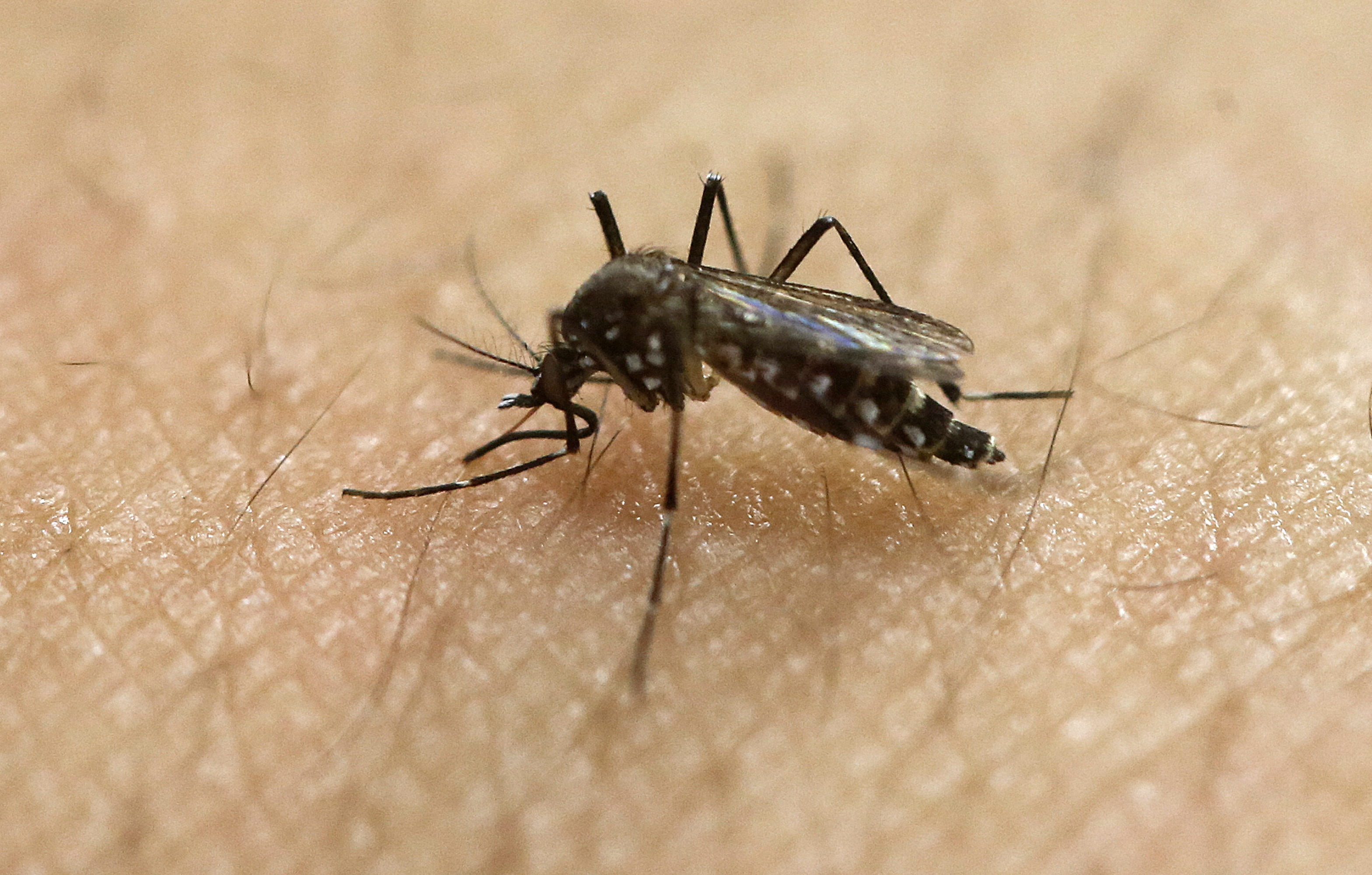 FILE - In this Jan. 18, 2016, file photo, a female Aedes aegypti mosquito acquires a blood meal on the arm of a researcher at the Biomedical Sciences Institute in the Sao Paulo's University in Sao Paulo, Brazil. The CDC is working with Florida health officials to investigate what could be the first Zika infection from a mosquito bite in the continental United States. They said Tuesday, July 19, 2016, lab tests confirm a person in the Miami area is infected with the Zika virus, and there may not be any connection to someone traveling outside the country. (AP Photo/Andre Penner, File) (AP)