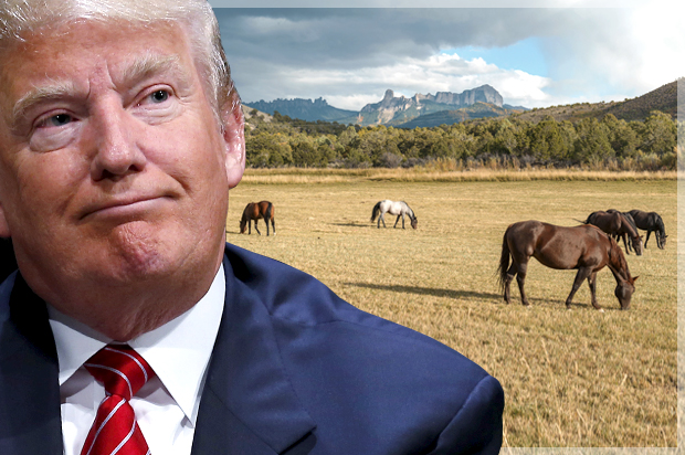 Donald Trump (Reuters/Jim Young/Shutterstock/Photo montage by Salon)