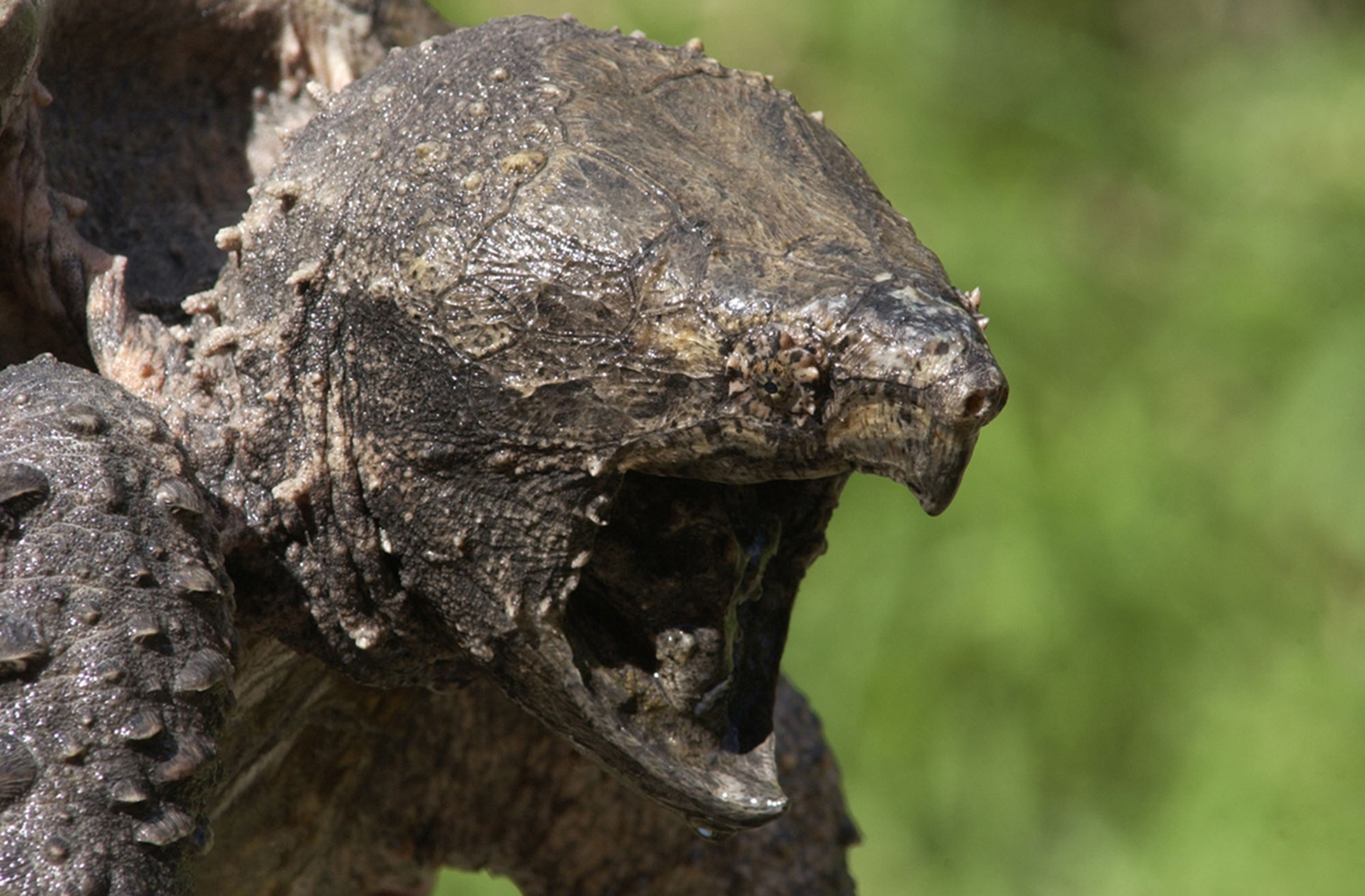 FILE - In this Oct. 12, 2006, file photo, an alligator snapping turtle is shown in Peoria, Ill. The U.S. government will decide over the next several years if federal protections are needed for the alligator snapping turtle, Northern Rockies fisher and seven other species. () (Jeff Lampe/Peoria Journal Star via AP)