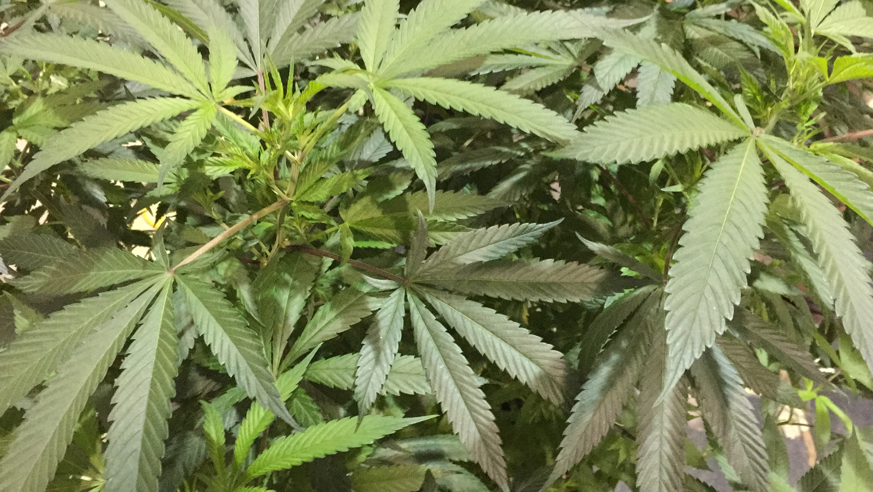 FILE - In this Saturday, Aug. 13, 2016 file photo, a marijuana plant awaits judging in the Oregon Cannabis Growers' Fair marijuana plant competition in Salem, Ore. (AP)