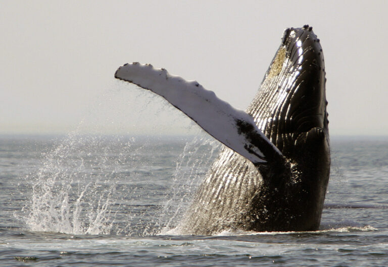 (AP Photo/Michael Dwyer, File)