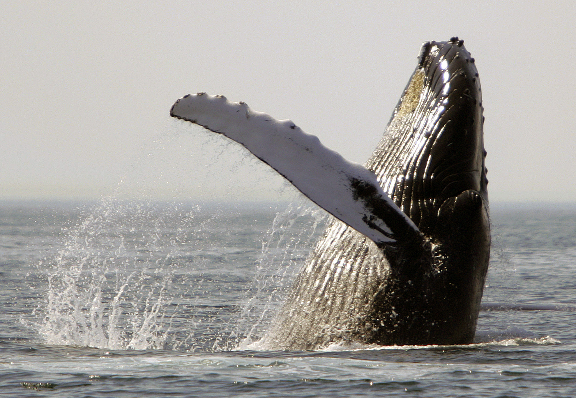(AP Photo/Michael Dwyer, File)