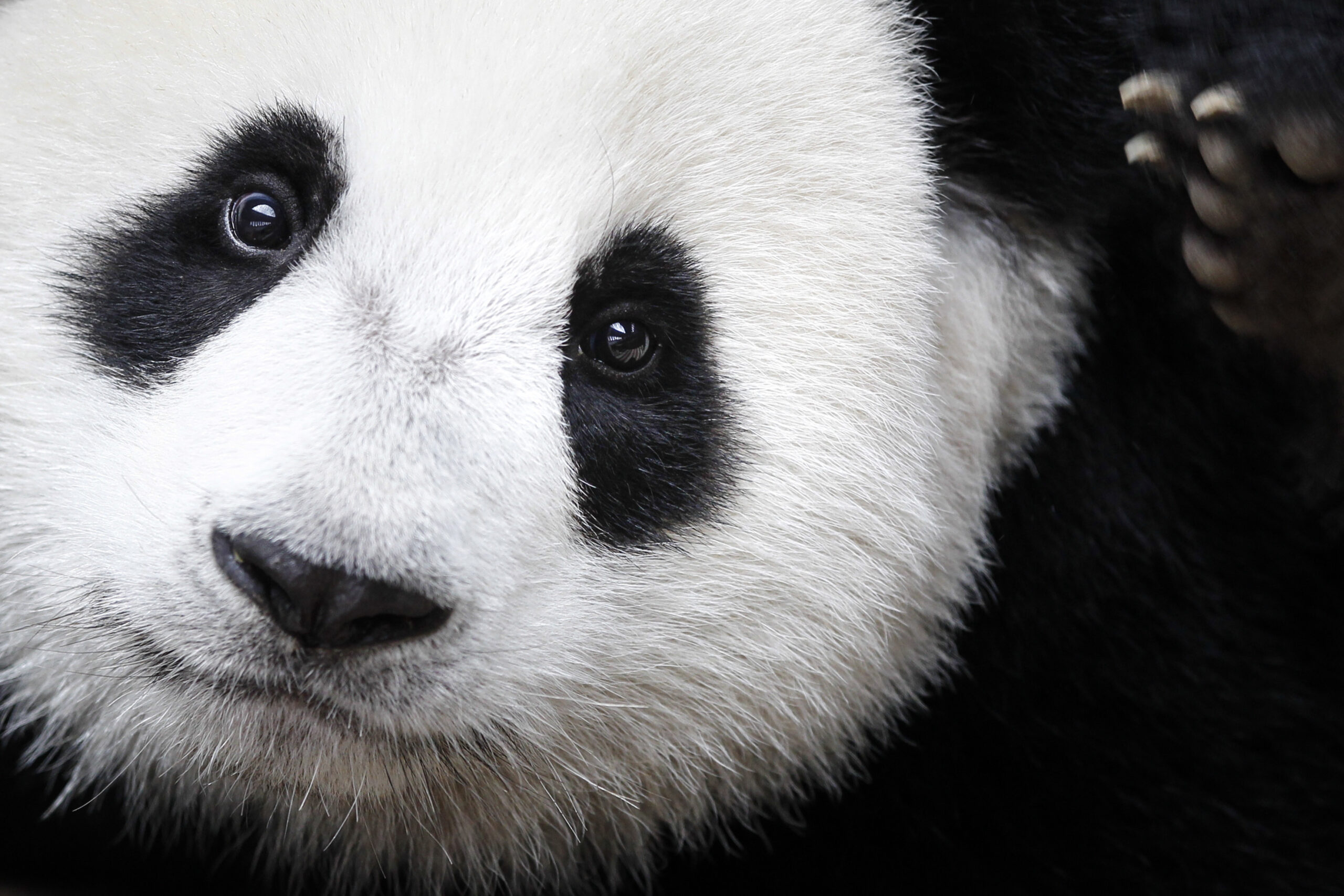 FILE - In this Aug. 23, 2016 file photo, a giant panda named Nuan Nuan is shown at the Giant Panda Conservation Center at the National Zoo in Kuala Lumpur, Malaysia. The giant panda has been reclassified as vulnerable from endangered on the International Union for the Conservation of Nature's list of endangered species, which was released Sunday, Sept. 4, 2016 at the World Conservation Congress in Hawaii. (AP Photo/Joshua Paul, File) (AP)