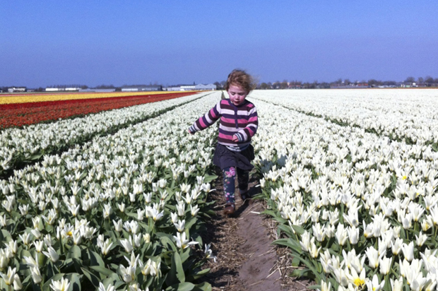 Fields of joy in the Dutch springtime'. (Mihal Greener)