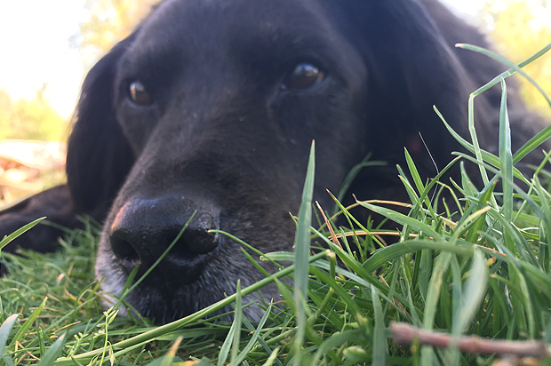 A photo of the author's dog.