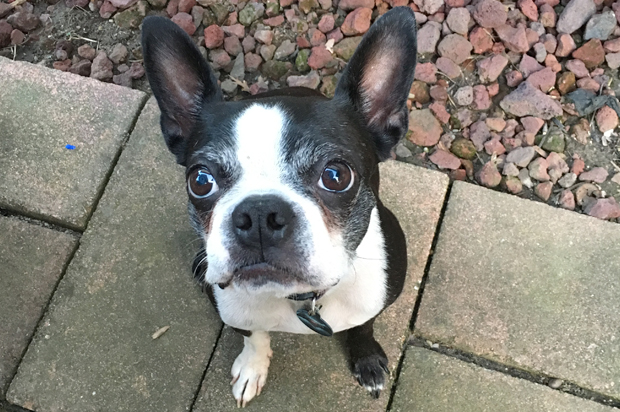 Nora Charles, the best dog on Earth