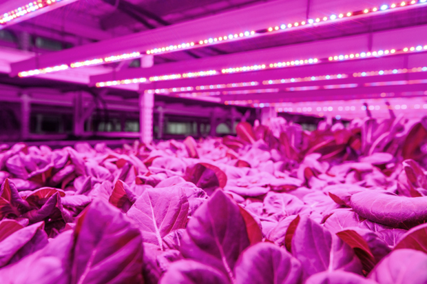 (Green Sense Farms/Travis Anderson)