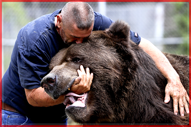 In this Wednesday, Sept. 7, 2016 photo, Jim Kowalczik plays with Jimbo, a 1500-pound Kodiak bear, at the Orphaned Wildlife Center in Otisville, N.Y. (AP Photo/Mike Groll) (AP)