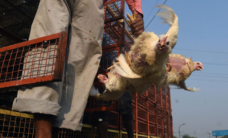An Indian vendor puts a chicken in a cage at a poultry market in New Delhi on October 24, 2016.
New Delhi zoo was temporarily closed after two birds died of bird flu, a month after India declared itself free of the disease. Most strains of bird flu do not usually infect humans, according to the World Health Organization. But the H5 strain of the virus -- found in the zoo's birds -- can cause fever, cough, sore throat, pneumonia, respiratory disease and sometimes death.
 / AFP / PRAKASH SINGH        (Photo credit should read PRAKASH SINGH/AFP/Getty Images) (Afp/getty Images)