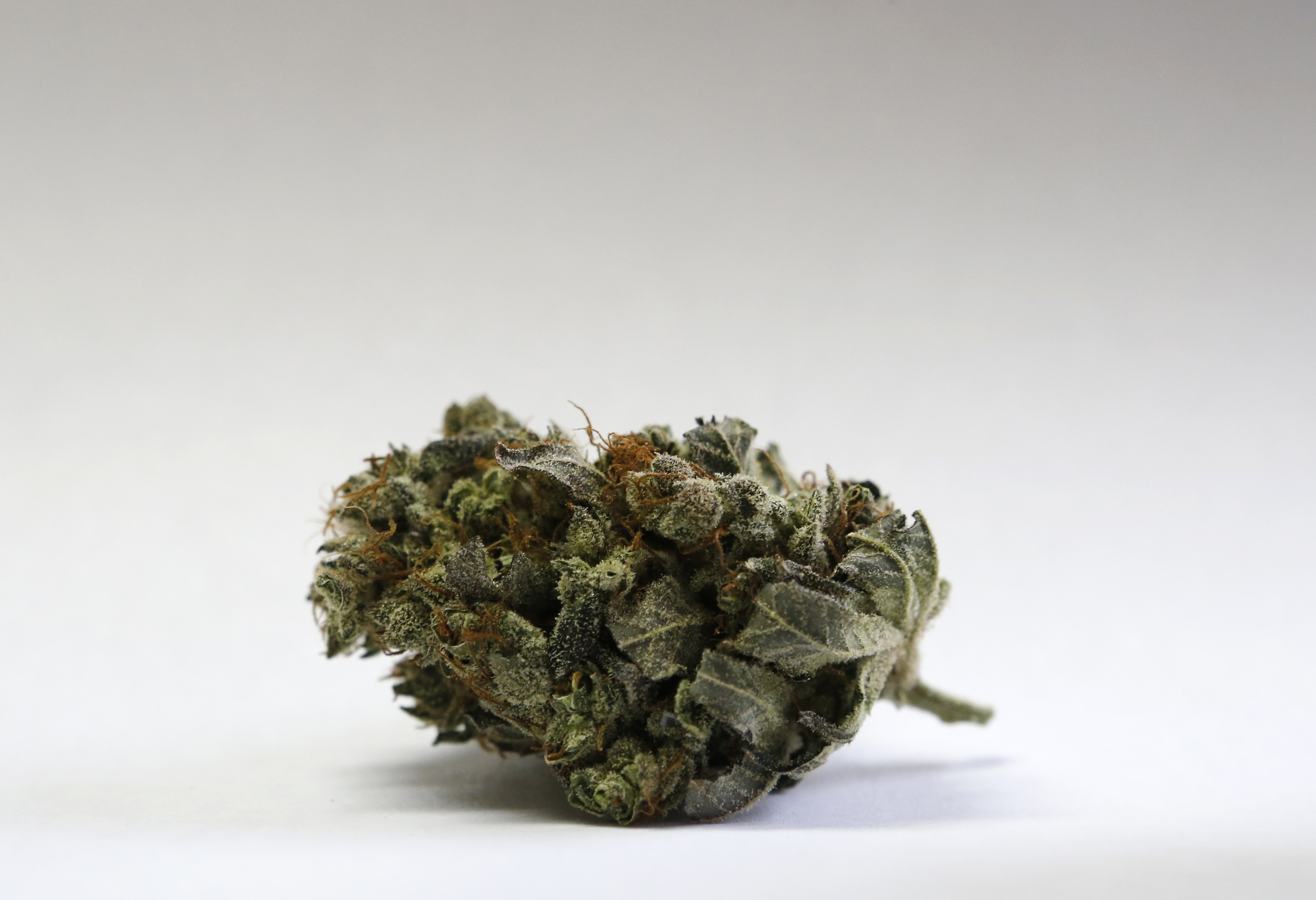 FILE-In this Friday, April 22, 2016 file photo, a marijuana bud is seen at a medical marijuana facility in Unity, Maine. Advocates for legalizing recreational marijuana are looking to score their first significant electoral victories in eastern U.S. states on Nov. 8. (AP Photo/Robert F. Bukaty, File) (AP)