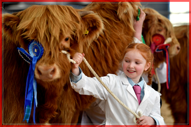 OBAN, SCOTLAND - OCTOBER 10:  Eight year old Kate Cameron stands with Abernethy at the one hundred and nineteenth annual autumn sale of pedigree highland cattle on October 10, 2016 in Oban, Scotland. The show and sale is held over two days and is open to all highland breed enthusiasts, attracting many buyers from across Europe and North America.  (Photo by Jeff J Mitchell/Getty Images) (Getty Images)
