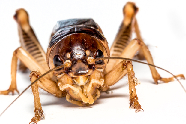 (<a href='https://www.shutterstock.com/g/Lamyai'>Lamyai</a> via <a href='http://www.shutterstock.com/'>Shutterstock</a>)