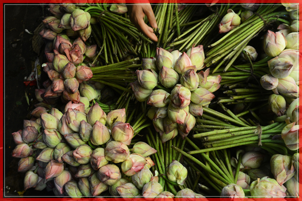 TOPSHOT - Indian flower vendors showcase lotus flowers to attract puja organisers for Durga Puja, at a wholesale flower market in Kolkata on October 6, 2016.
The five-day Durga Puja festival, which commemorates the slaying of the demon king Mahishasur by the goddess Durga and marks the triumph of good over evil, begins on October 7.
 / AFP / Dibyangshu SARKAR        (Photo credit should read DIBYANGSHU SARKAR/AFP/Getty Images) (Afp/getty Images)