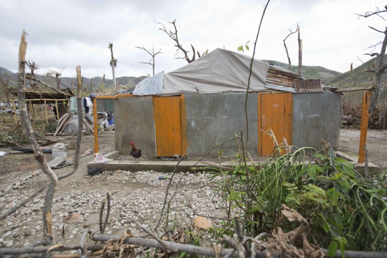 This Tuesday, Oct. 18, 2016 shows a rooster standing near the home of Bertha Mesilier, that she shared with her husband Edma Desravine, who was last seen seeking refuge from the heavy rainfall and winds brought by Hurricane Matthew, in Port-a-Piment, a district of Les Cayes, Haiti. Nobody has seen or heard from the 71-year-old grandfather known for his sly sense of humor and bad luck at cock fights, in the 2 ½ weeks since Hurricane Matthew sent floodwaters and debris crashing into his riverside shantytown.(AP Photo/Dieu Nalio Chery) (AP)