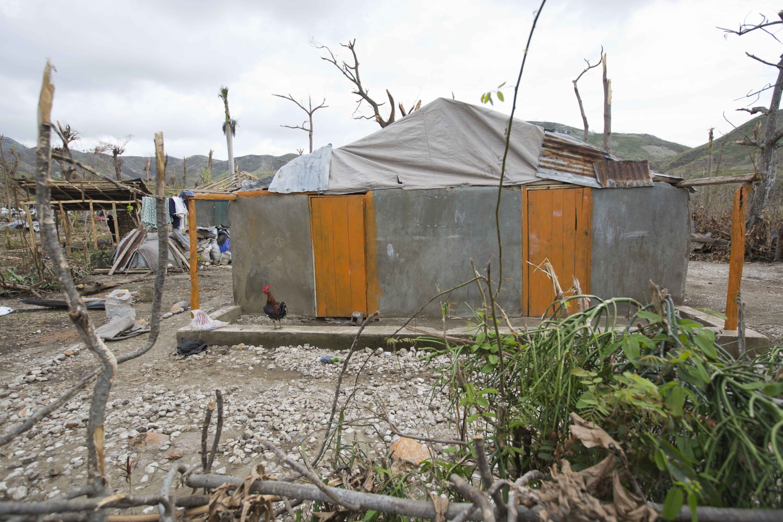 This Tuesday, Oct. 18, 2016 shows a rooster standing near the home of Bertha Mesilier, that she shared with her husband Edma Desravine, who was last seen seeking refuge from the heavy rainfall and winds brought by Hurricane Matthew, in Port-a-Piment, a district of Les Cayes, Haiti. Nobody has seen or heard from the 71-year-old grandfather known for his sly sense of humor and bad luck at cock fights, in the 2 ½ weeks since Hurricane Matthew sent floodwaters and debris crashing into his riverside shantytown.(AP Photo/Dieu Nalio Chery) (AP)