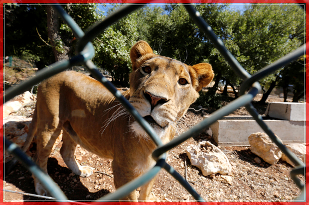 A lioness looks to the camera at the newly-established Al Ma'wa wildlife reserve, which hosts 10 different kinds of animals, in the northern town of Jerash, Jordan October 10, 2016. REUTERS/Muhammad Hamed - RTSRMCG (Reuters)