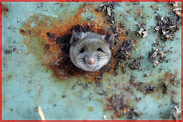 A rat's head rests as it is constricted in an opening in the bottom of a garbage can in the Brooklyn borough of New York, U.S., October 18, 2016.  REUTERS/Lucas Jackson      TPX IMAGES OF THE DAY      - RTX2PDUG (Reuters)