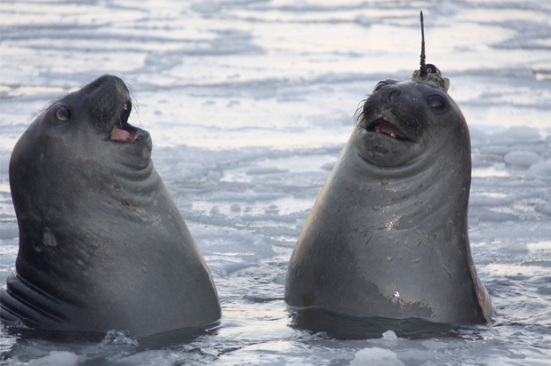 (Clive R. McMahon,  IMOS Animal Tagging,  Sydney Institute of Marine Science)