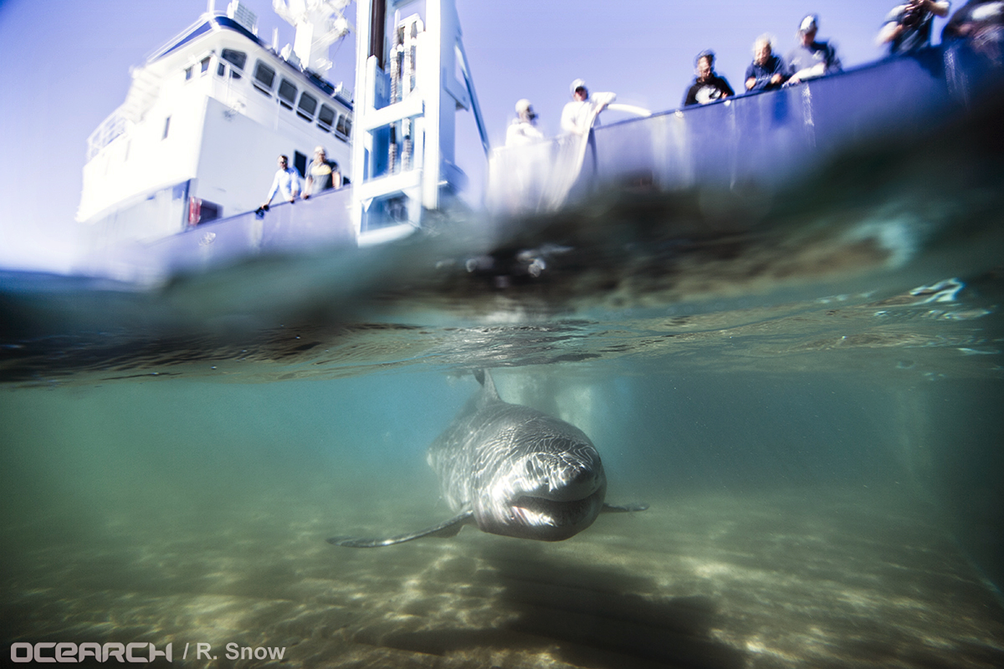 In this Aug. 23, 2016 photo provided by OCEARCH, a juvenile male great white shark named Paumanok swims away after researchers tagged and sampled him off the point of Montauk, N.Y. (AP)