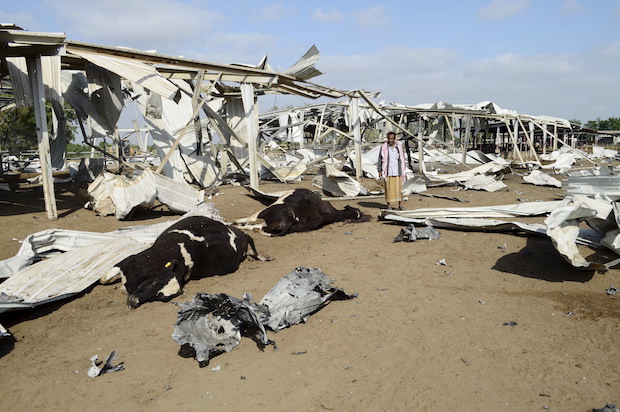 A Yemeni man looks at his cows killed by a U.S.-backed, Saudi-led airstrike at a dairy farm in Bajil in Yemen's western province of Hudaydah, January 2, 2016 (Reuters/Abduljabbar Zeyad)
