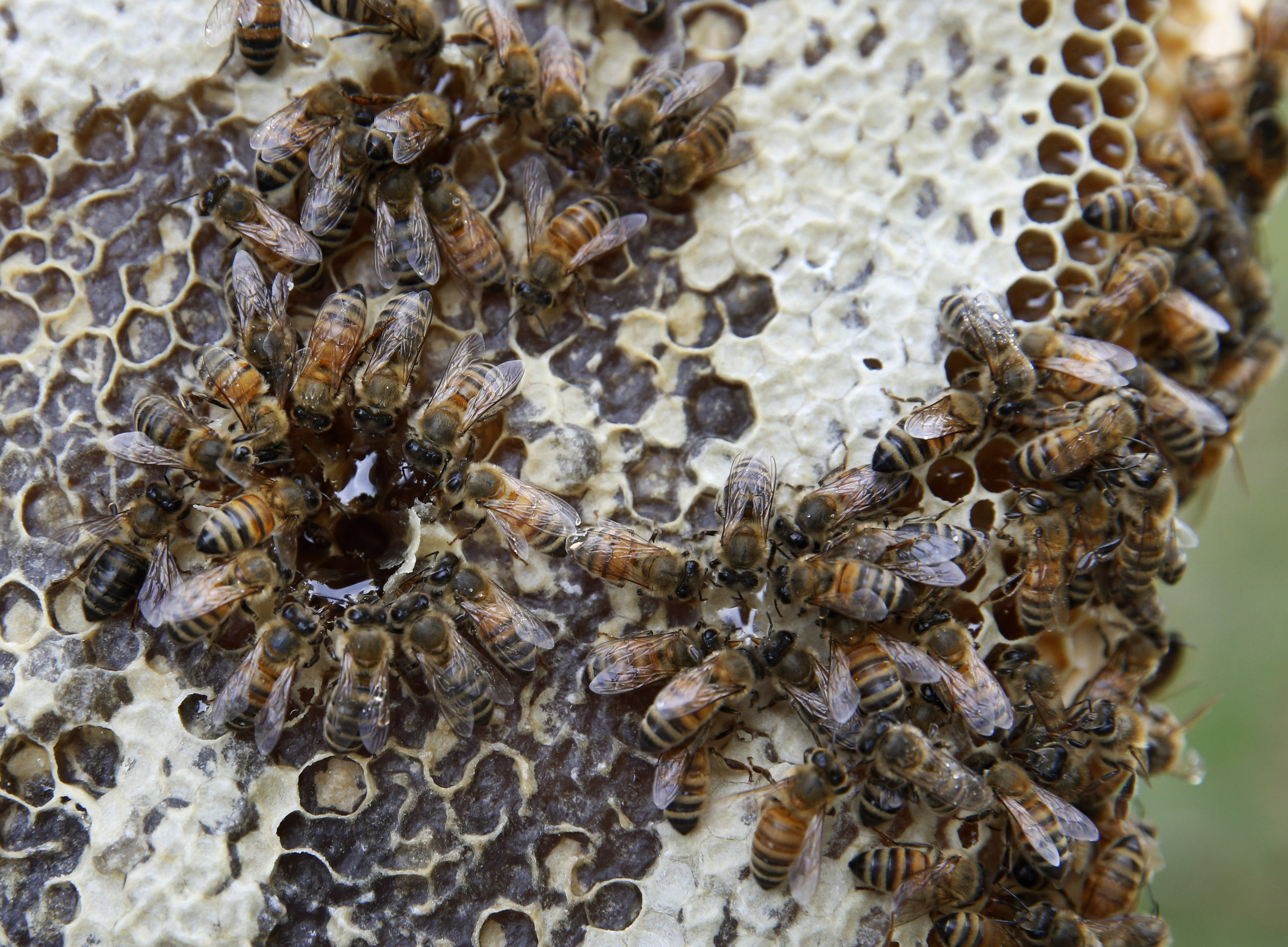 In this Nov. 2, 2016 photo, bees gorge on their own honey after being disturbed by beekeeper Davin Larson, who manages six hives of the 15 located at Brooklyn's Green-Wood cemetery, a national historic landmark located on 478 peaceful acres in New York. (AP Photo/Kathy Willens) (AP)