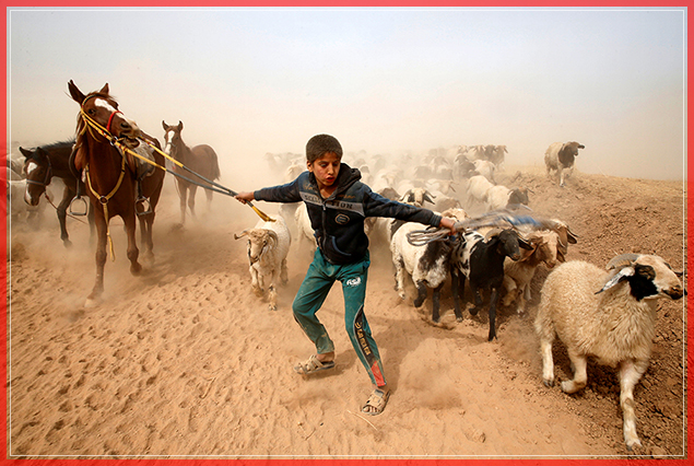 A displaced Iraqi boy leads his animals to safety after escaping from Islamic State controlled village of Abu Jarboa during clashes with IS militants near Mosul, Iraq November 1, 2016. REUTERS/Ahmed Jadallah     TPX IMAGES OF THE DAY      - RTX2RCHO (Reuters)