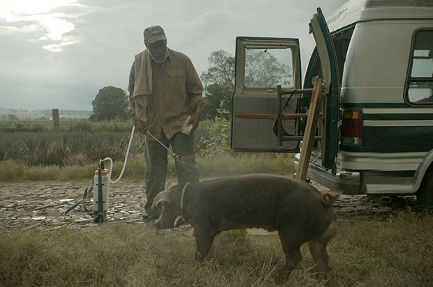 Danny Glover in "Mr. Pig" (Sundance Institute)