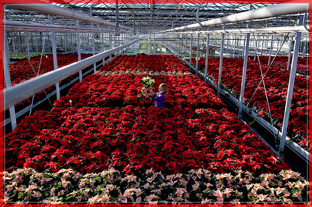 LOANHEAD, SCOTLAND - NOVEMBER 18:  Carolyn Spray holds up one of her many Poinsettia plants ready to be dispatched for the Christmas season at the Pentland Plants garden centre on November 18,2016 in Loanhead, Scotland. The garden centre grows around 100,000 poinsettias, a traditional Christmas house plant. The Midlothian business supplies a host of garden centres and supermarkets across Scotland and the north of England in time for the festive season.  (Photo by Jeff J Mitchell/Getty Images) (Getty Images)