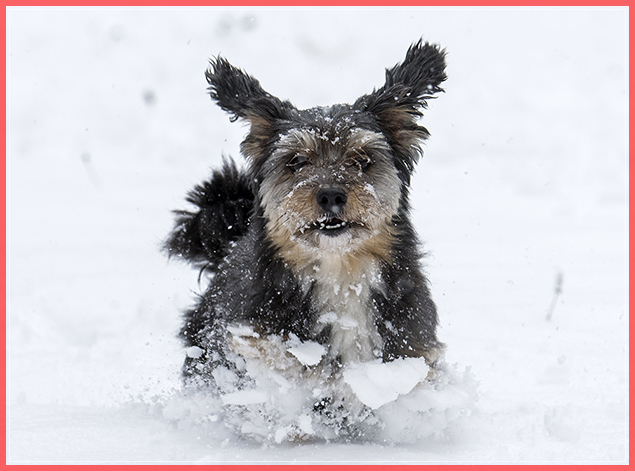 A dog runs in the freshly fallen snow in the Thuringian Forest near in Oberhof, Germany, Monday, Nov. 7, 2016. Large parts of Germany were hit by heavy rain and snowfalls. (AP Photo/Jens Meyer) (AP)