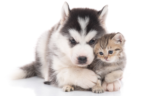 (<a href='https://www.shutterstock.com/g/ANURAK+PONGPATIMET'>ANURAK PONGPATIMET</a> via <a href='http://www.shutterstock.com/'>Shutterstock</a>)