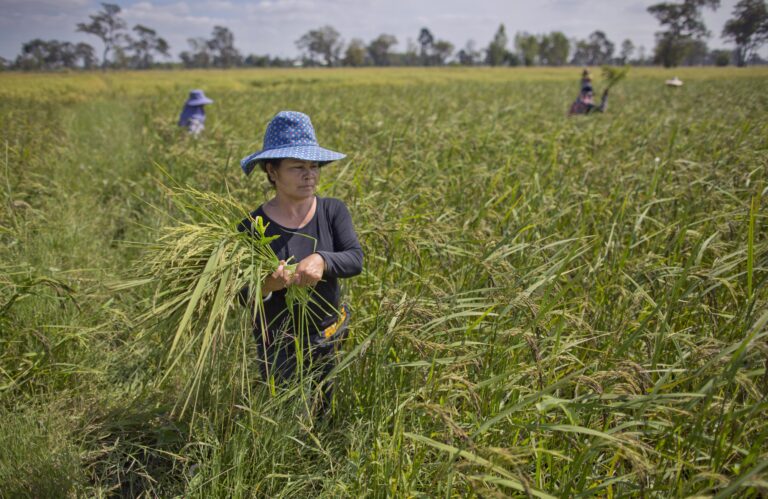 In this Nov 4, 2016 photo, Thai farmers weed an organic rice-field in Buriram, Thailand. (AP Photo/Gemunu Amarasinghe) (AP)