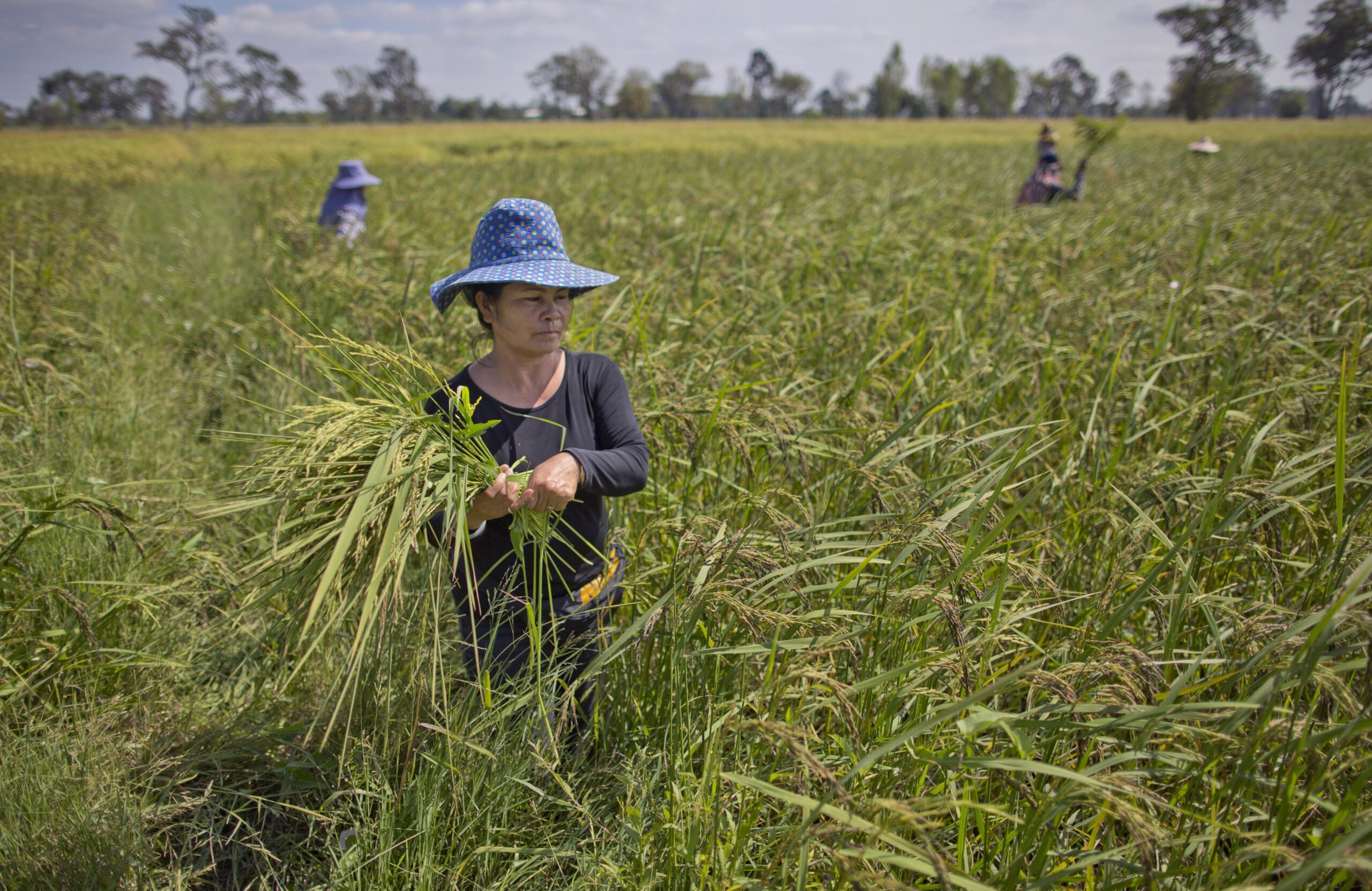 In this Nov 4, 2016 photo, Thai farmers weed an organic rice-field in Buriram, Thailand. (AP Photo/Gemunu Amarasinghe) (AP)
