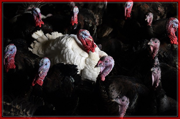 Bronze and white turkeys are reared on poultry farmers Tim & Lynne Lindley's 'Hostingley Farm Free Range' near Dewsbury, northern England, on November 23, 2016.
The turkeys and geese are reared from day-old chicks until they are slaughtered, plucked, hung and prepared all on site, ready for Christmas. / AFP / Oli SCARFF        (Photo credit should read OLI SCARFF/AFP/Getty Images) (Afp/getty Images)