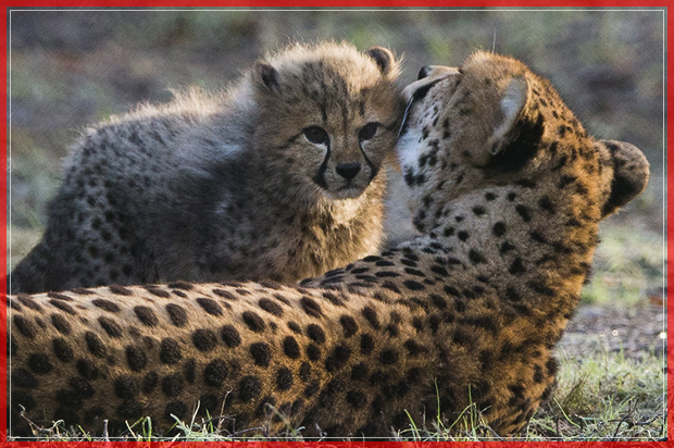 A Cheetah mother licks one of her six cubs as they venture outside for the first time after the cubs birth at Burgers' Zoo in Arnhem, eastern Netherlands, Tuesday, Dec. 20, 2016. The fourteen-week-old sixtuplets were born on Sept. 14, 2016. (AP Photo/Peter Dejong) (AP)