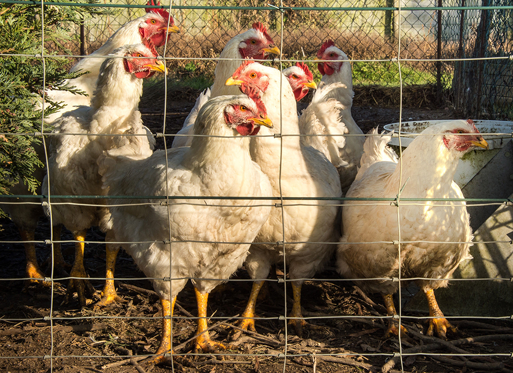 A picture taken on December 6, 2016 shows chickens at a henhouse near Loon-Plage. France raised its risk level for avian flu to "high" after new cases of the "highly pathogenic" H5N8 strain of the virus were detected (PHILIPPE HUGUEN/AFP/Getty Images)