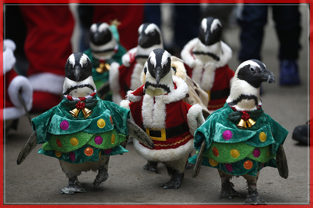 Visitors look at penguins wearing Santa Claus (in red) and Christmas tree (in green) costumes during a promotional event for Christmas at an amusement park in Yongin, south of Seoul, December 18, 2013.  REUTERS/Kim Hong-Ji (SOUTH KOREA - Tags: SOCIETY ANIMALS TPX IMAGES OF THE DAY) - RTX16N0Z (Reuters)