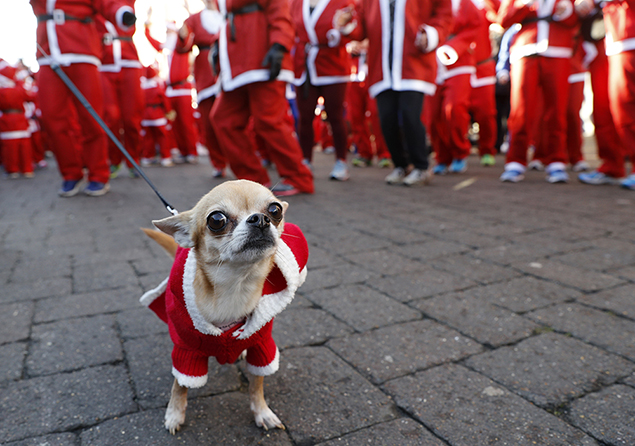 A dog with a Santa hat waits with its owner to start the annual charity Santa run in Loughborough, Britain (Reuters)