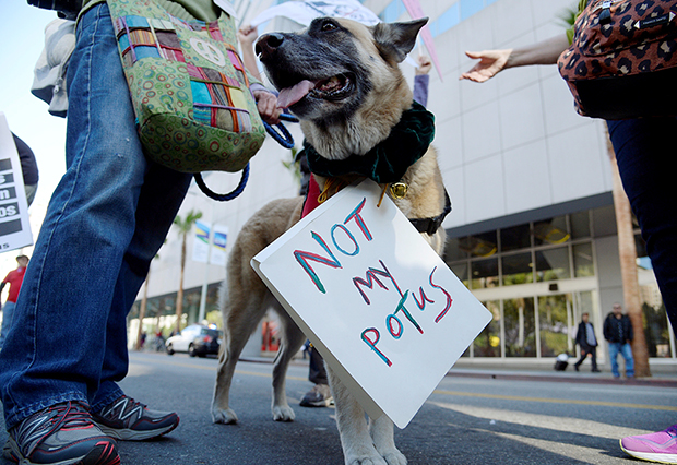 A dog is seen carryogn a sign during a march and rally against the United States President-elect Donald Trump in Los Angeles, California, U.S., December 18, 2016.REUTERS/Kevork Djansezian - RTX2VLA7 (Reuters)