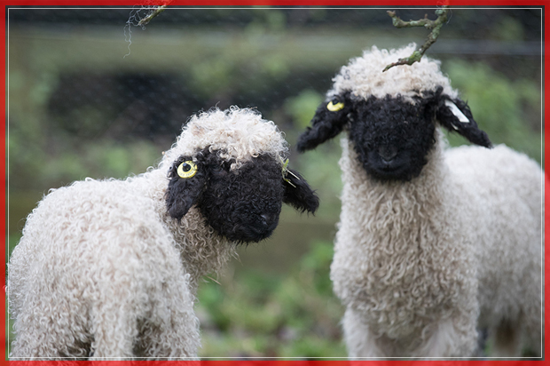 ST AUSTELL, ENGLAND - DECEMBER 14:  Recently arrived rare breed Valais Blacknose lambs explores its new home in a paddock at the Lost Gardens of Heligan near St Austell on December 14, 2016 in Cornwall, England. The Lost Garden's of Heligan's farm is home to a variety of traditional and rare breed livestock and poultry, which is managed using a mixture of traditional breeds and sustainable, low intensity techniques. The farm's cows, pigs and sheep are all reared for meat, which is butchered locally and provides a locally produced meat for the Heligan Tearoom.  (Photo by Matt Cardy/Getty Images) (Getty Images)