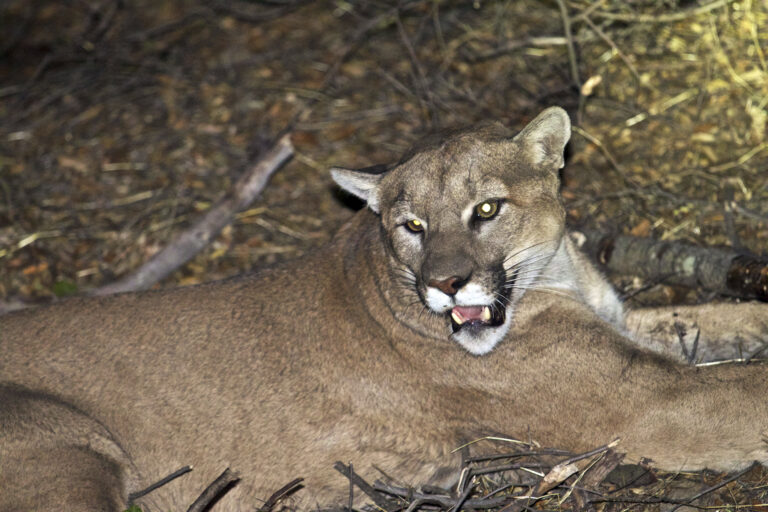 This undated photo provided by the National Park Service shows a mountain lion, known as P-45. (National Park Service via AP) (AP)