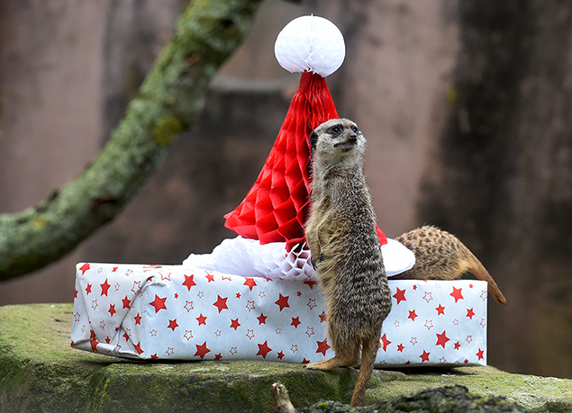 (HOLGER HOLLEMANN/AFP/Getty Images)