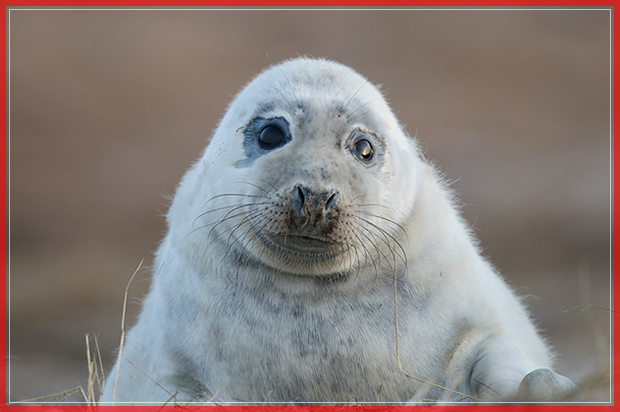 LOUTH, ENGLAND - DECEMBER 05:  A grey seal pup lays in sand dunes at the Lincolnshire Wildlife Trust's Donna Nook nature reserve on December 5, 2016 in Louth, England. Seal numbers have continued to increase with over 1600 pups born at the reserve this year.  Large bull seals are the first to arrive at the reserve in late October or early November where they will wait for females. The cow's arrive later and are herded into harems by the bulls, where they give birth to a single pup which is covered in white fur. The seals return to the North Sea in January before returning to the same area to give birth the following year. The Donna Nook reserve is the UK's premier destination to see Grey Seals and thousands of visitors from across the country come to see the wildlife spectacle every year.  (Photo by Dan Kitwood/Getty Images) (Getty Images)