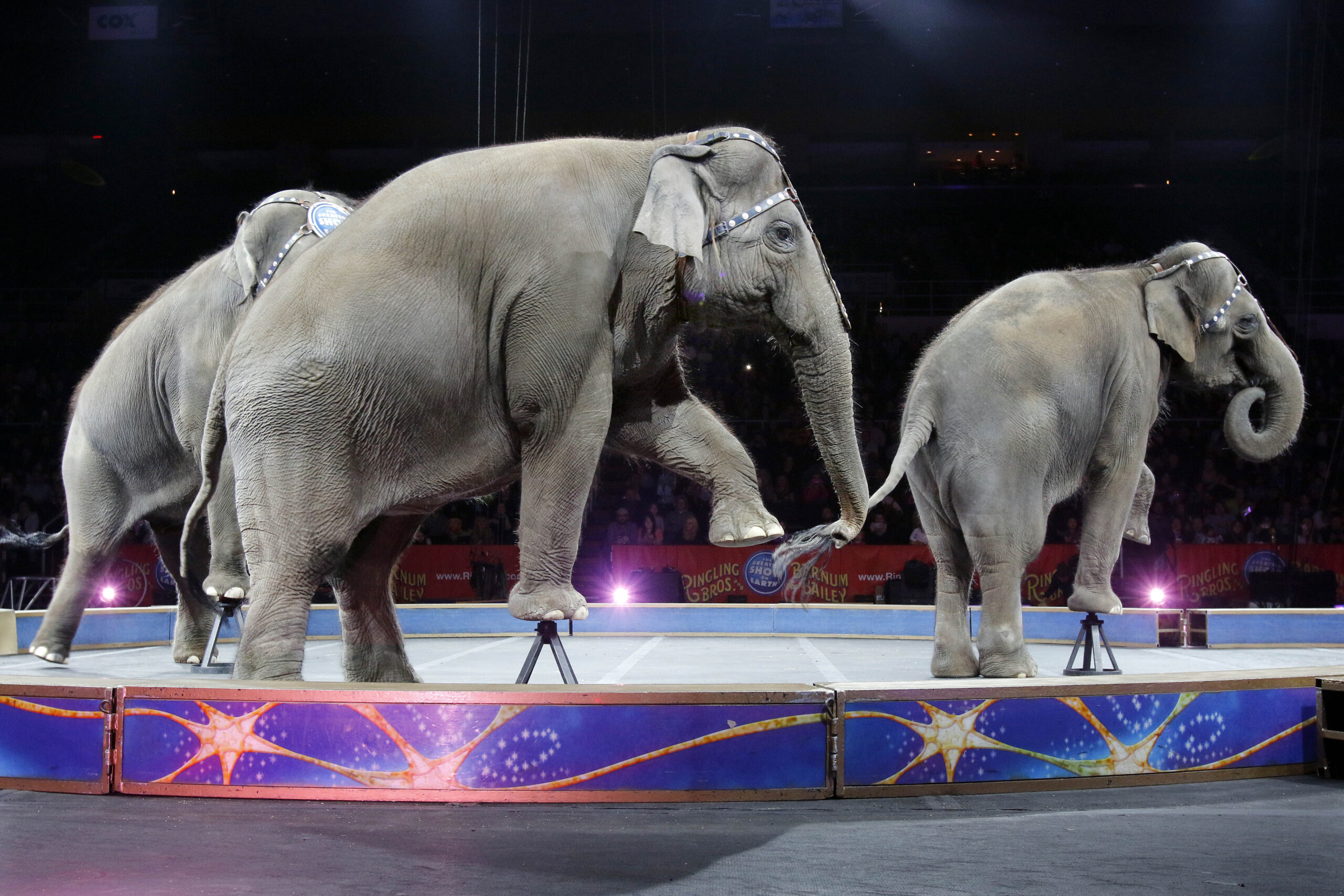 FILE - In this May 1, 2016 file photo, Asian elephants perform for the final time in the Ringling Bros. and Barnum & Bailey Circus in Providence, R.I. The Ringling Bros. and Barnum & Bailey Circus will end "The Greatest Show on Earth" in May 2017, following a 146-year run. Declining attendance combined with high operating costs, along with changing public tastes and prolonged battles with animal rights groups all contributed to its demise. (AP Photo/Bill Sikes, File) (AP)