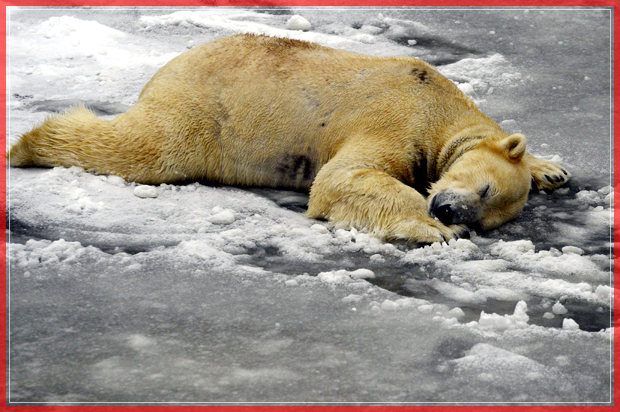 Polar bear Wolodja takes a nap in its enclosure in the Berlin Tierpark zoo. Sunday Jan. 8, 2017. (Maurizio Gambarini/dpa via AP) (AP)