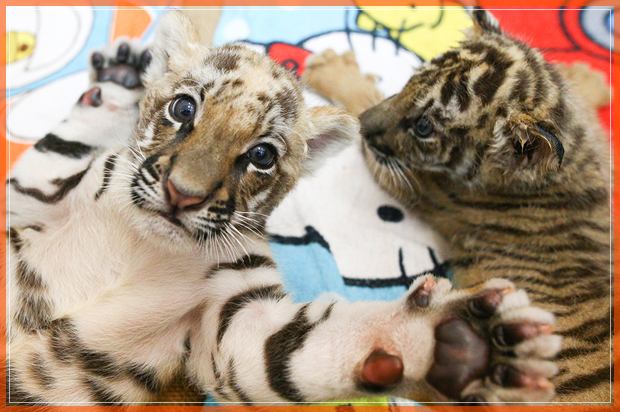 Tiger cubs are pictured at Sriracha Tiger Zoo in Chonburi province, Thailand, January 30, 2017. REUTERS/Athit Perawongmetha - RTSY0B3 (Reuters)